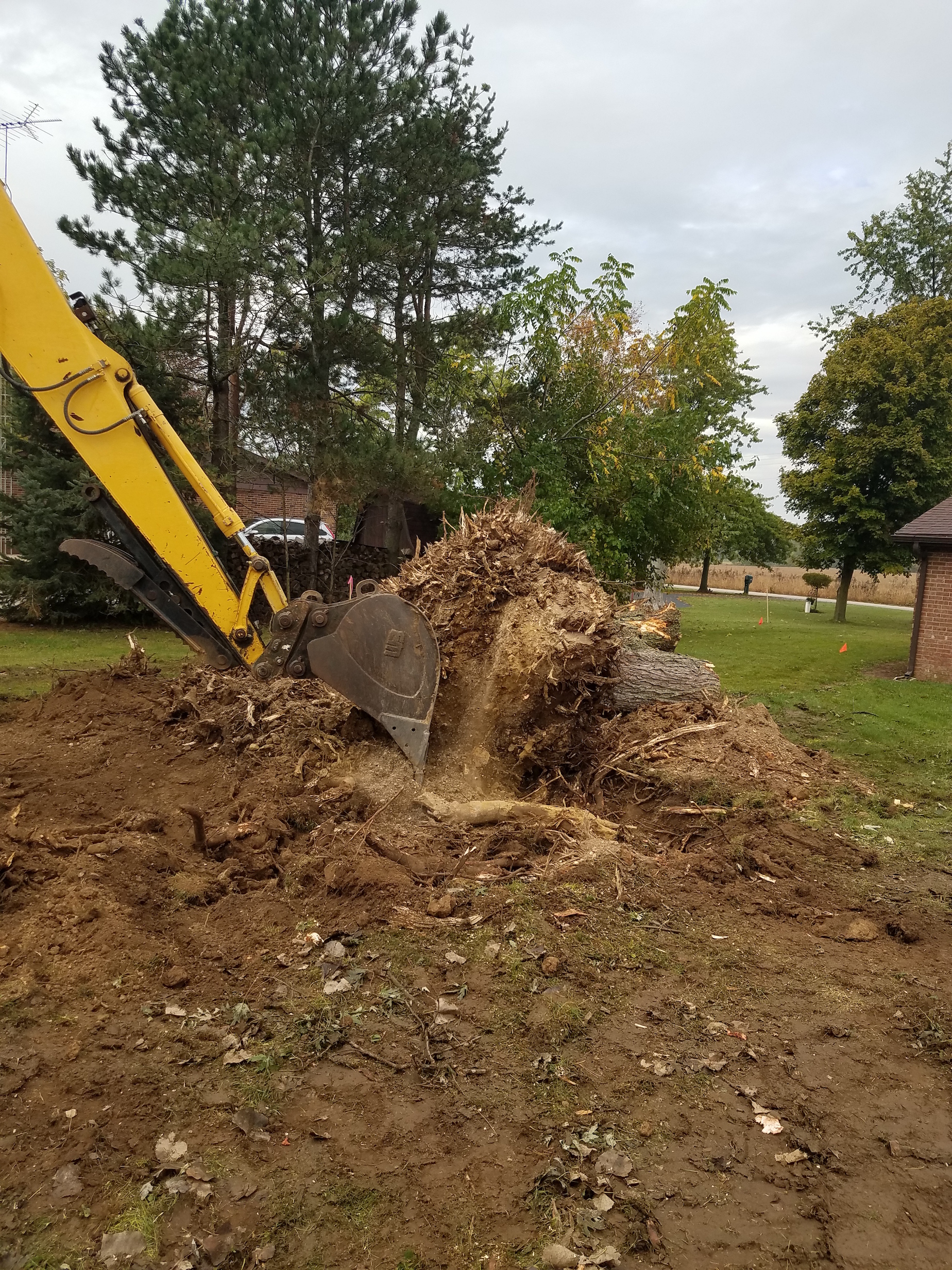 Stump Removal